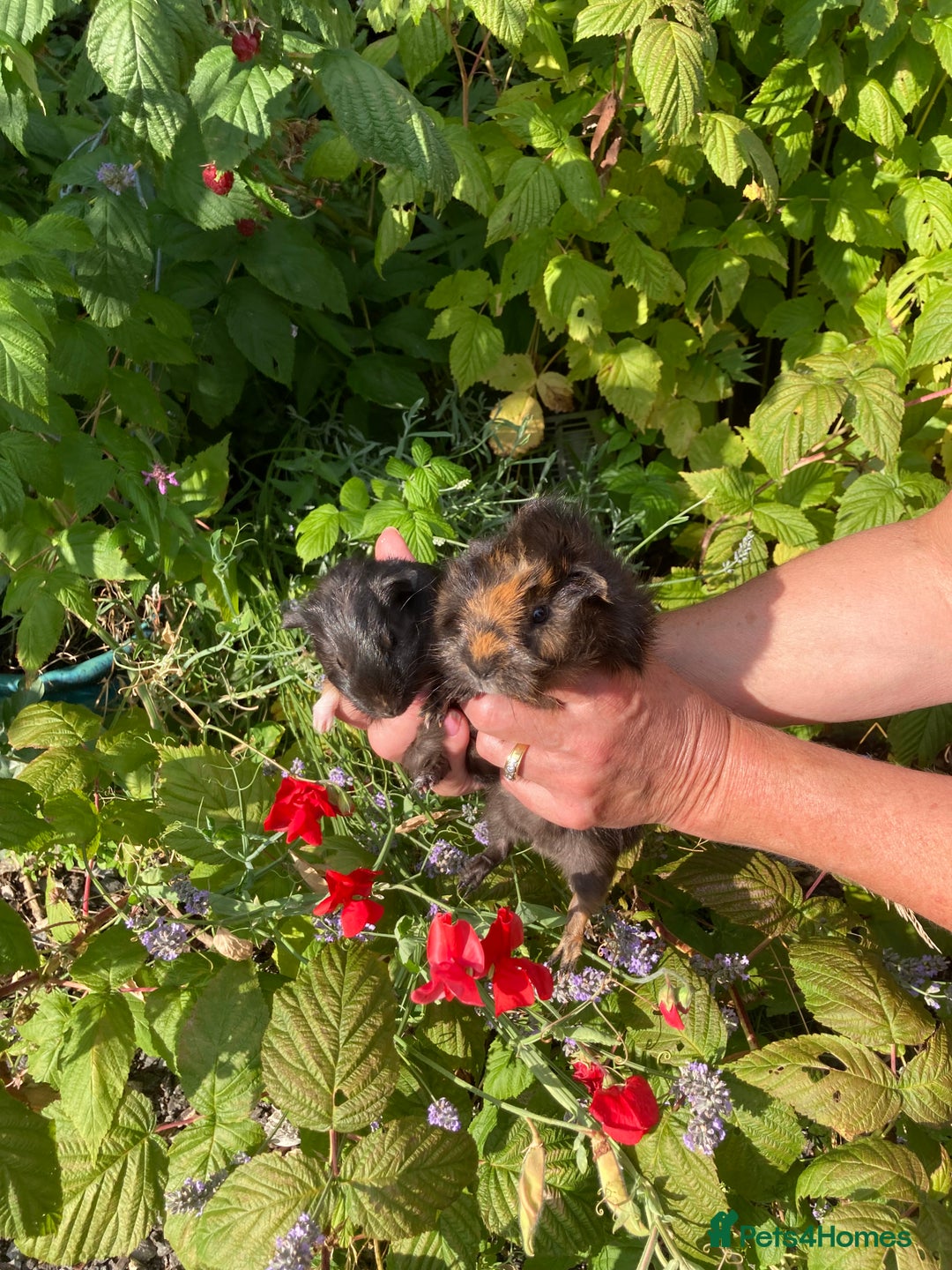 Guinea Pig rodents for sale: 2 gorgeous male Guinea pigs - Image 5