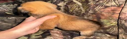 Belgian Shepherd Dog dogs for sale: Belgian malinos pups in Knottingley - Advert 3