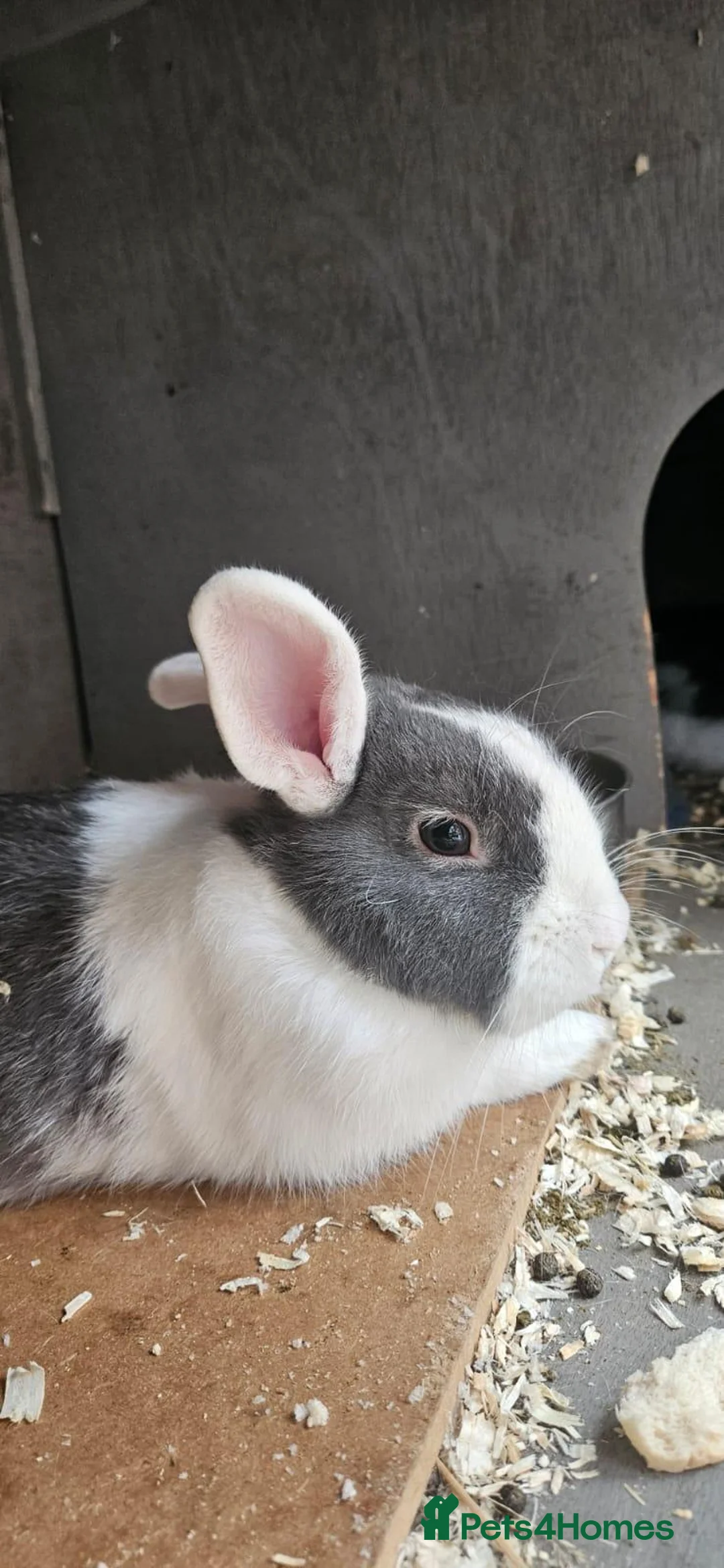 Netherland Dwarf rabbits for sale: Teddy the rabbit and his five kits - Advert 2