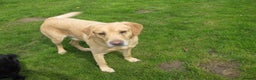 Labrador Retriever dogs for sale: Labrador Retriever - Albert - Advert 2