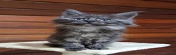 Maine Coon cats for sale: GCCF Pedigree Maine Coon Kittens  - Advert 23