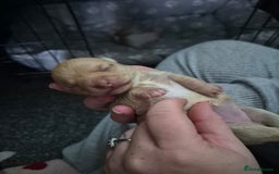 Chihuahua dogs for sale: 2 beautiful girl chihuahuas  - Advert 5