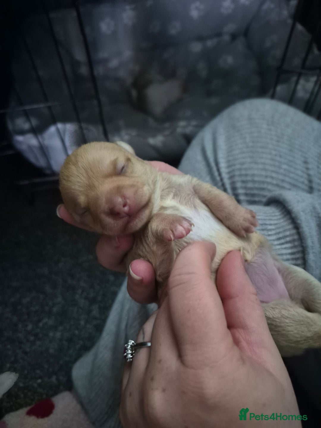 Chihuahua dogs for sale: 2 beautiful girl chihuahuas  - Advert 5