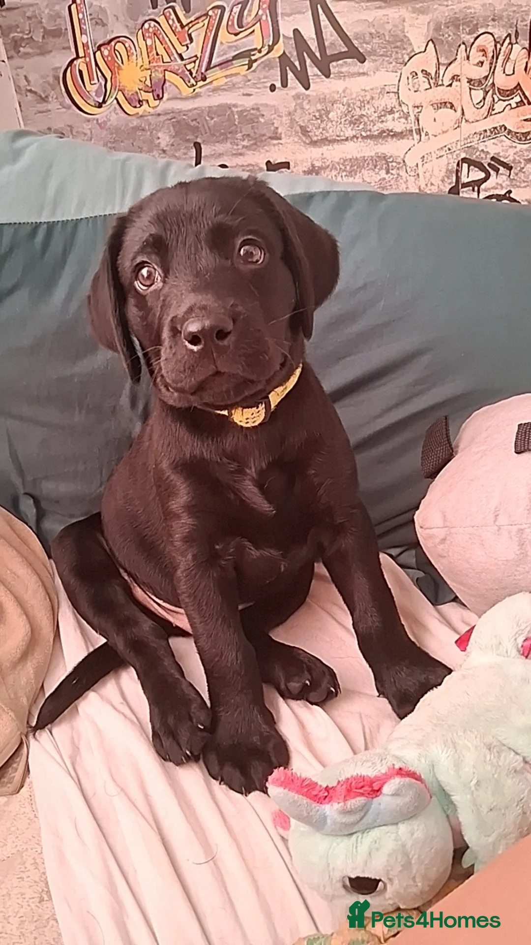 Labrador Retriever dogs for sale: Black Labrador  in Bradford - Advert 2