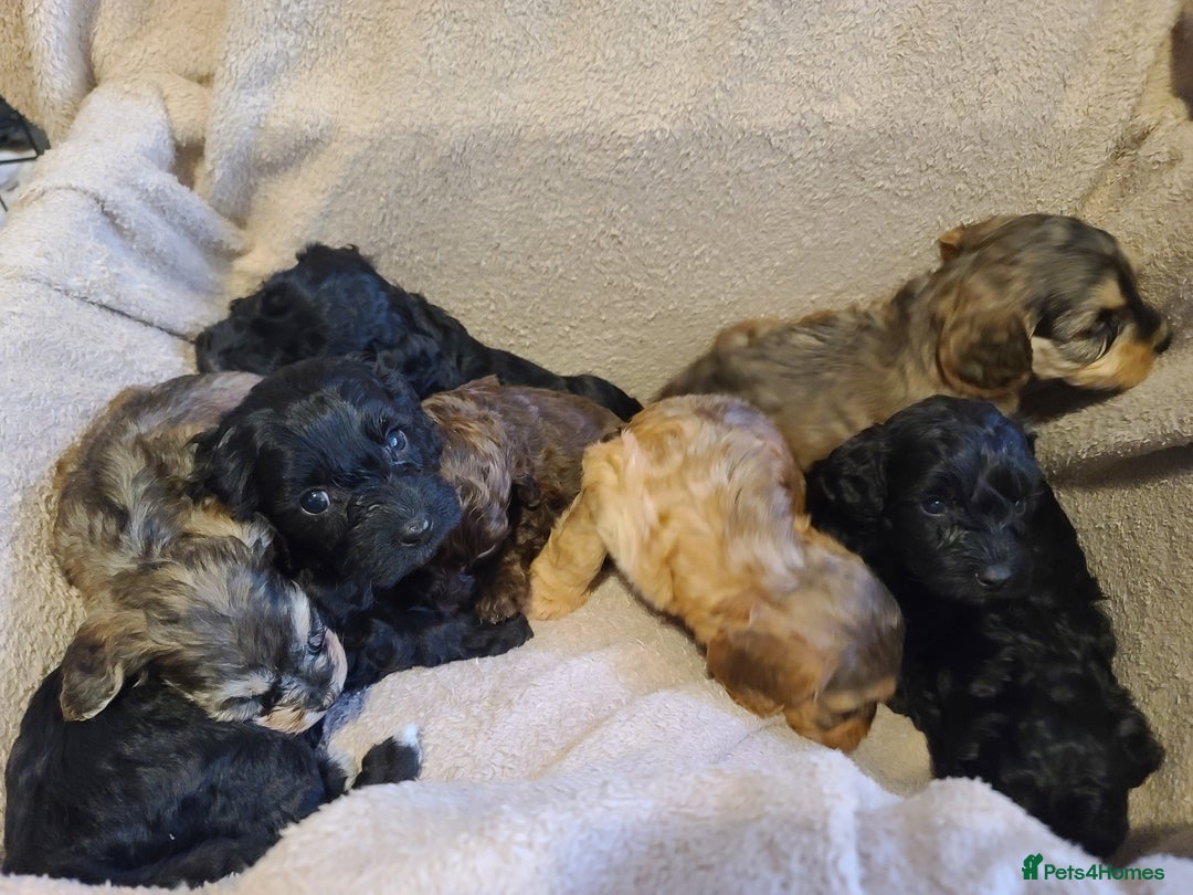 Cockapoo dogs for sale: Super Socialised F1 Cockapoo Puppies. DNA TESTED.  - Image 19