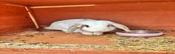 French Lop rabbits for sale: Female French lop for rehoming  - Advert 2