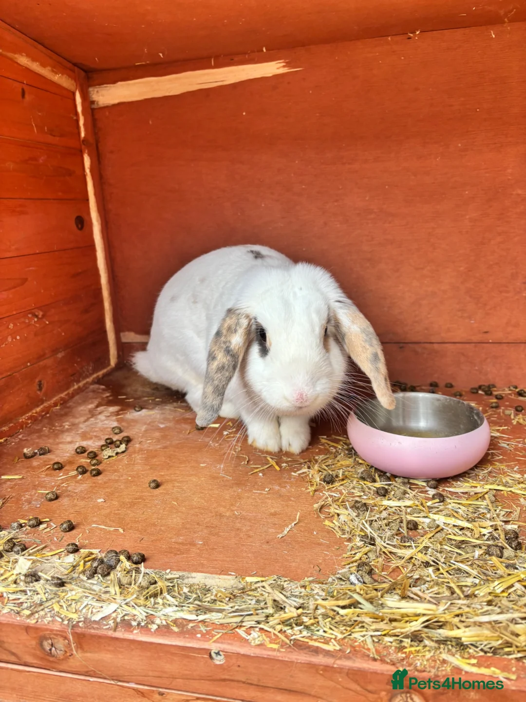 French Lop rabbits for sale: Female French lop for rehoming  - Advert 2