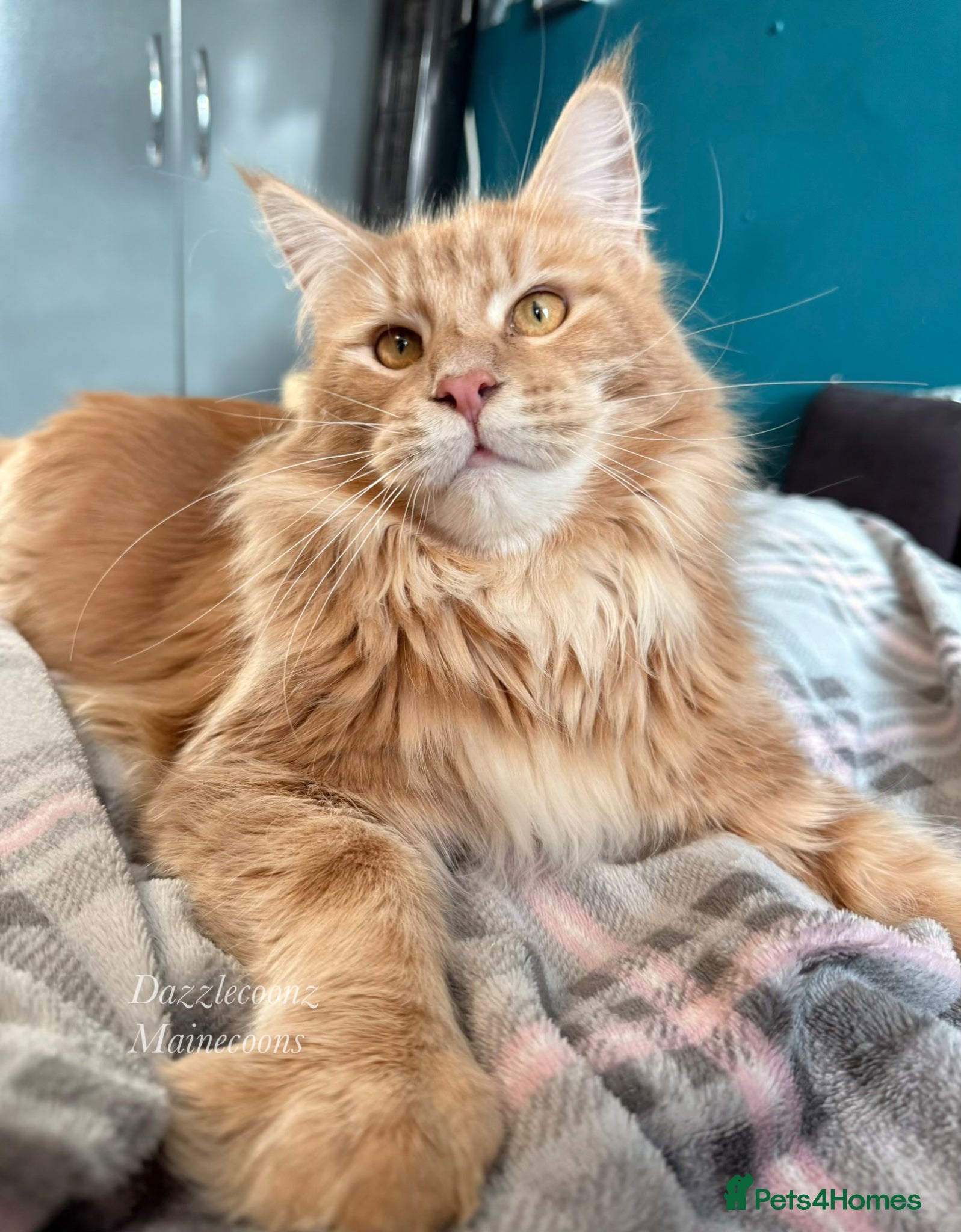 Maine Coon cats Stunning Russian line cream tabby for stud - Advert 5
