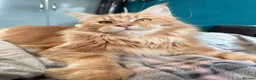 Maine Coon cats for stud: Stunning Russian line cream tabby for stud - Advert 4