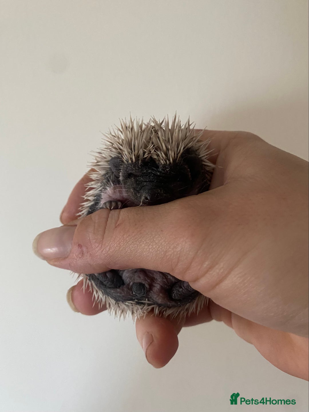 Pygmy Hedgehog rodents for sale: Stunning female hoglets for sale!  - Advert 6