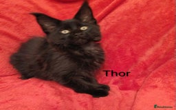 Maine Coon cats for sale: XL beautiful Maine coon gccf kittens for sale  - Advert 3