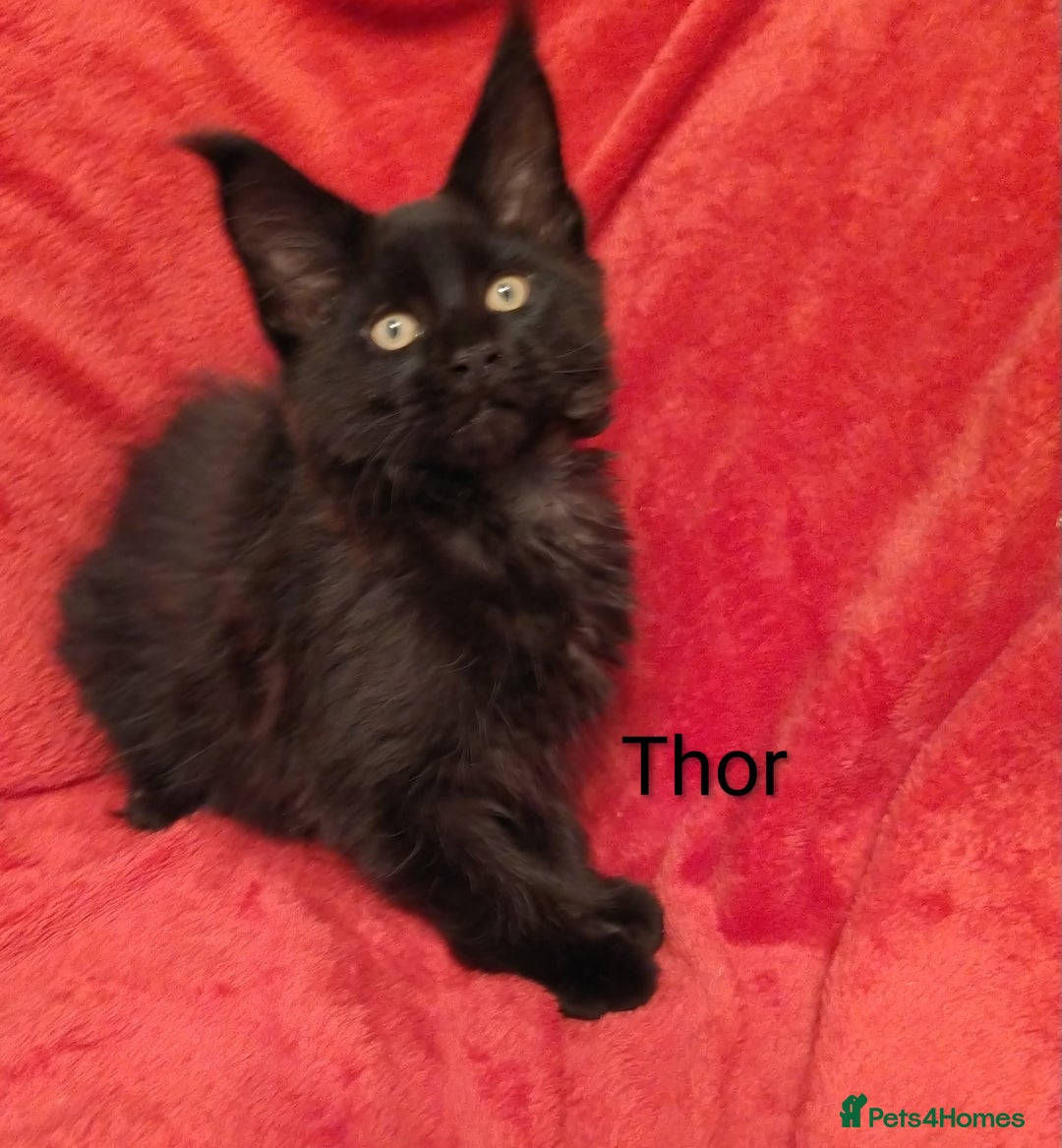 Maine Coon cats for sale: XL beautiful Maine coon gccf kittens for sale  - Advert 3