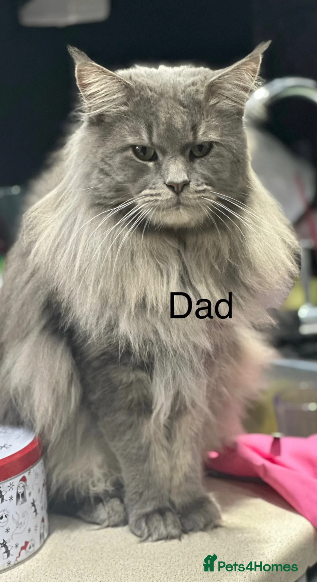 Maine Coon cats for sale: Mainecoon  - Advert 1