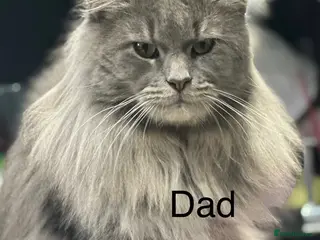 Maine Coon cats for sale: Mainecoon - Advert 1