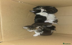 Mixed Breed cats for sale: 5 kittens needing loving homes  - Image 6