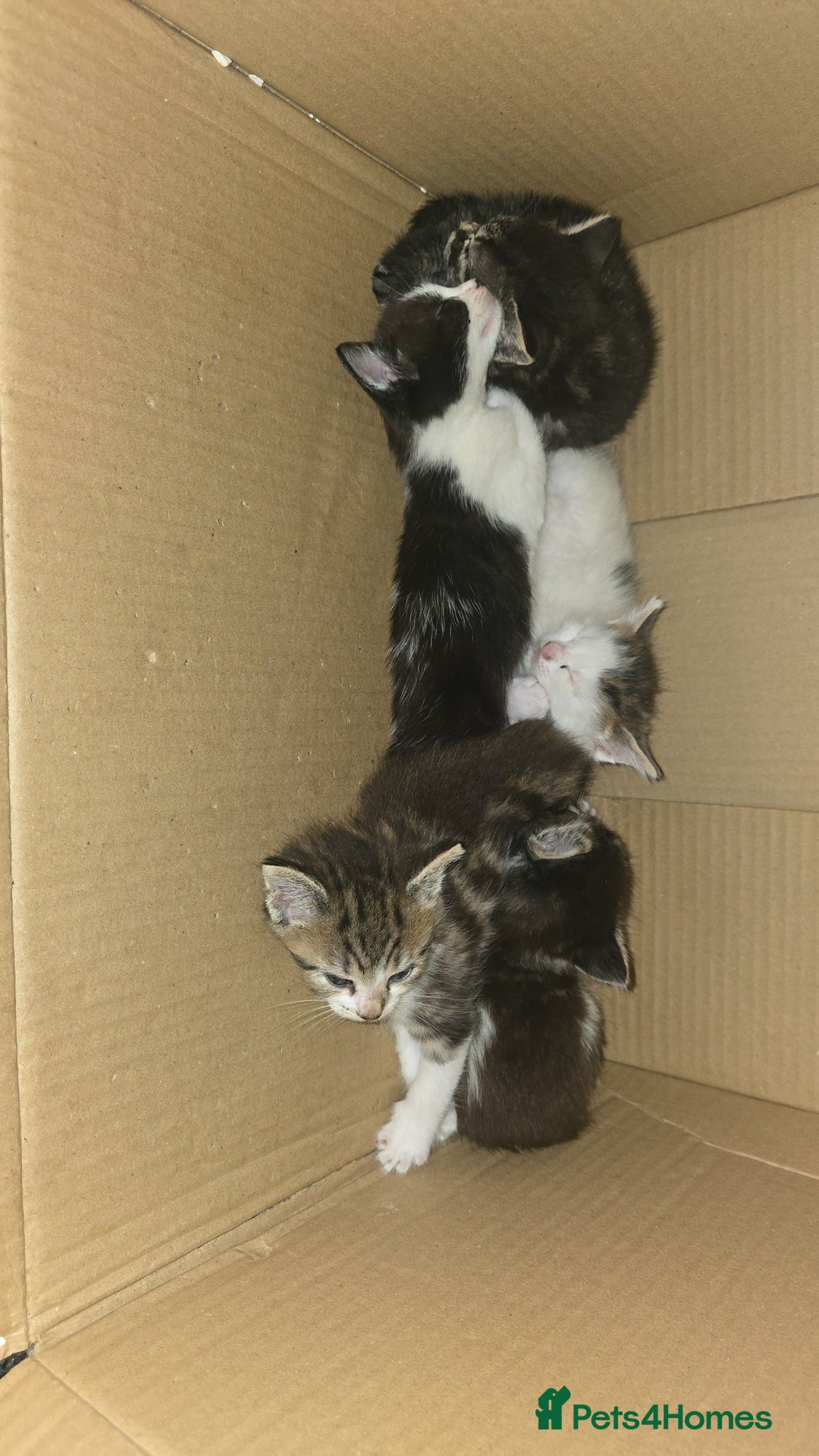 Mixed Breed cats for sale: 5 kittens needing loving homes  - Image 6