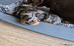 Dachshund dogs for sale: Isabella black &tan longhair dapple boy  - Image 4