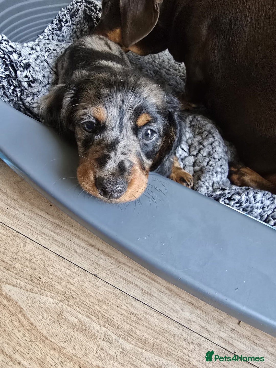 Dachshund dogs for sale: Isabella black &tan longhair dapple boy  - Image 4