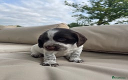 Sprocker dogs for sale: Sprocker Spaniel Puppies - Image 11
