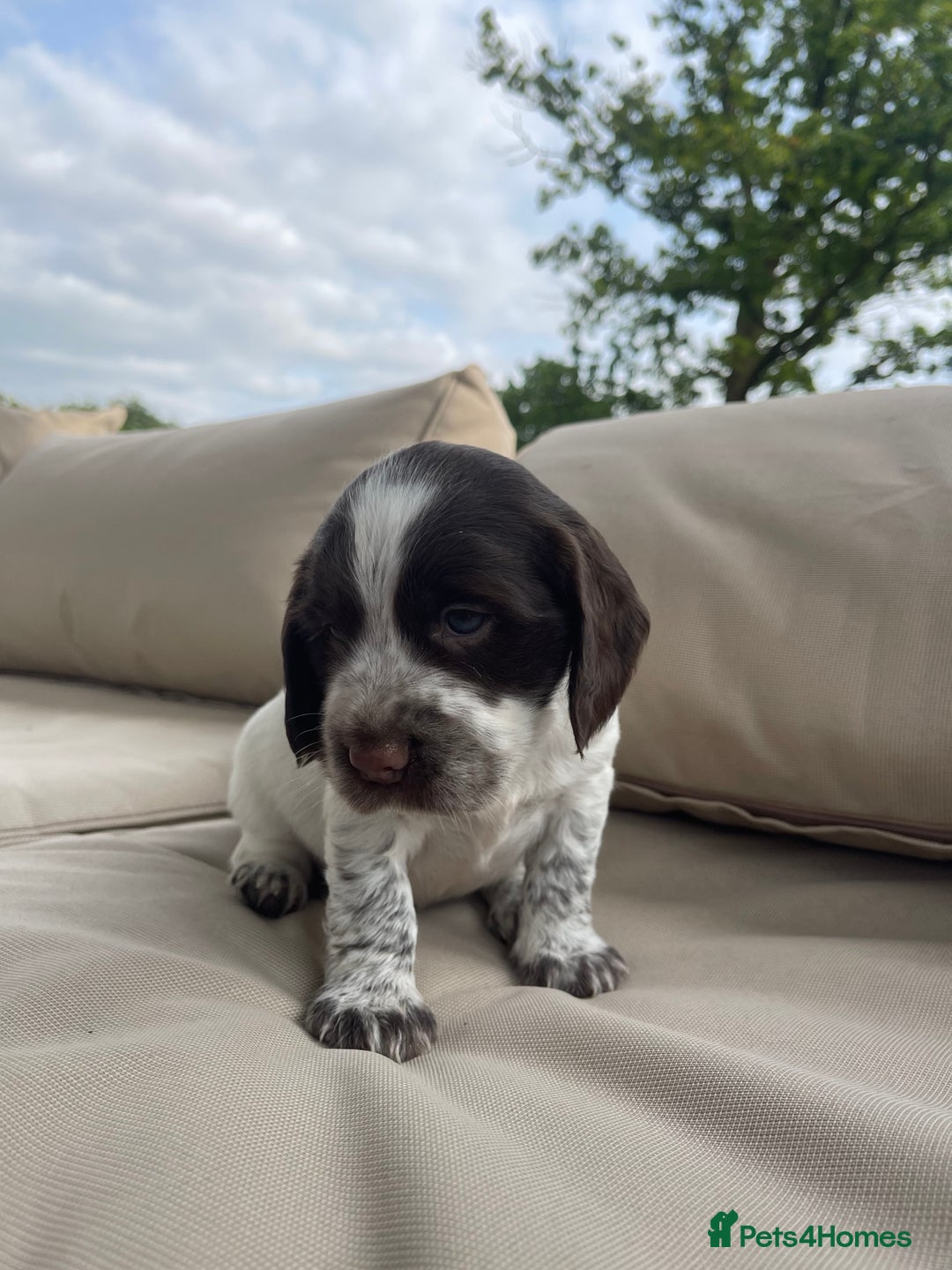 Sprocker dogs for sale: Sprocker Spaniel Puppies - Image 11