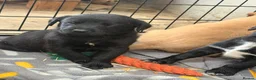 Springador dogs for sale: Springador/labrador puppies for sale  - Advert 12