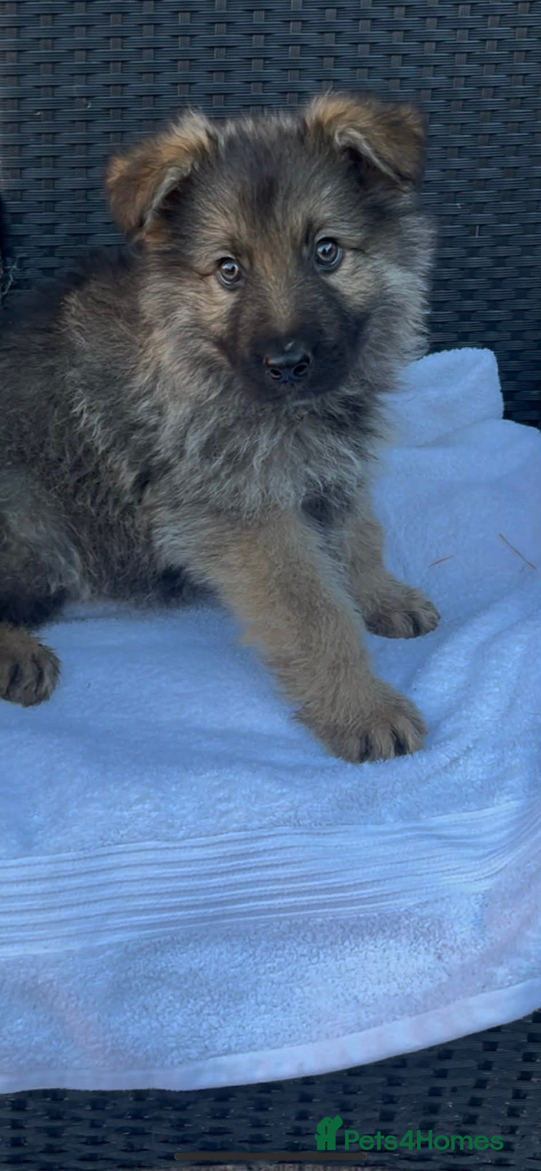 German Shepherd dogs for sale: Stunning German Shepherd Puppies - Advert 5