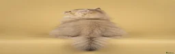 British Longhair cats for sale: TICA registered BLH & BSH Kittens - Advert 5