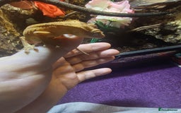 Gecko reptiles for sale: CRESTED GECKO BABIES  - Image 1