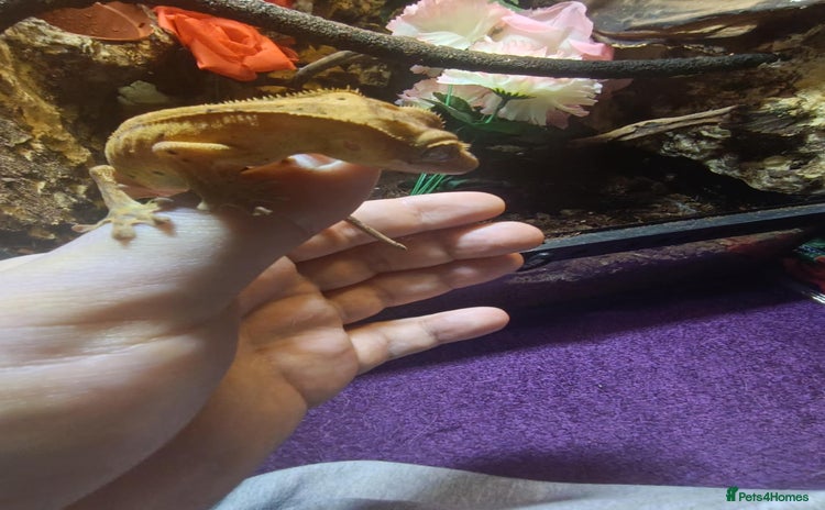 Gecko reptiles - Advert 19