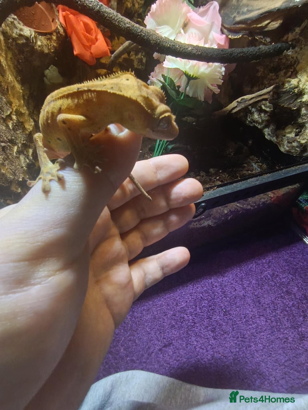 Gecko reptiles for sale: CRESTED GECKO BABIES  - Image 1