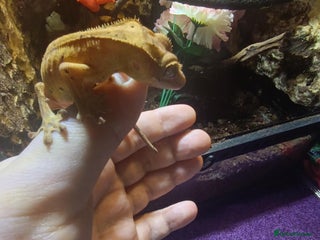 Gecko reptiles - Advert 31