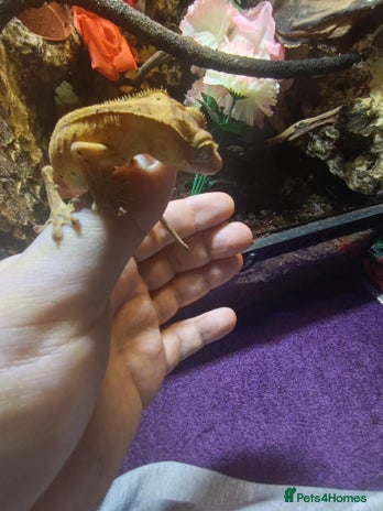 Gecko reptiles - Advert 17