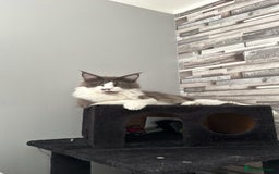 Maine Coon cats for stud: Maine coon for stud  - Image 1