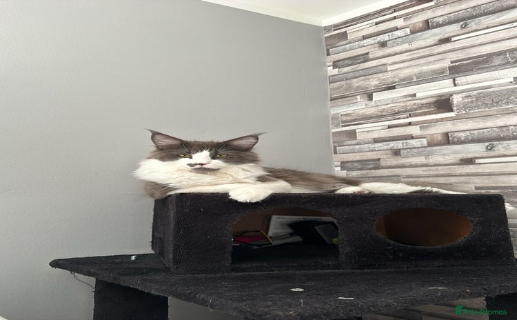 Maine Coon cats - Advert 2