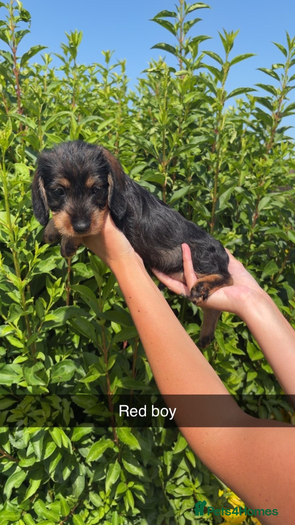 Dachshund dogs Wire haired standard dachshund teckel puppies  - Advert 1