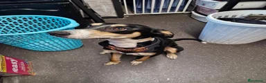 Mixed Breed 1