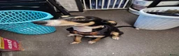 Mixed Breed dogs for sale: Mixed Breed For Rehoming, Can you help Xaden? in Manchester - Advert 2