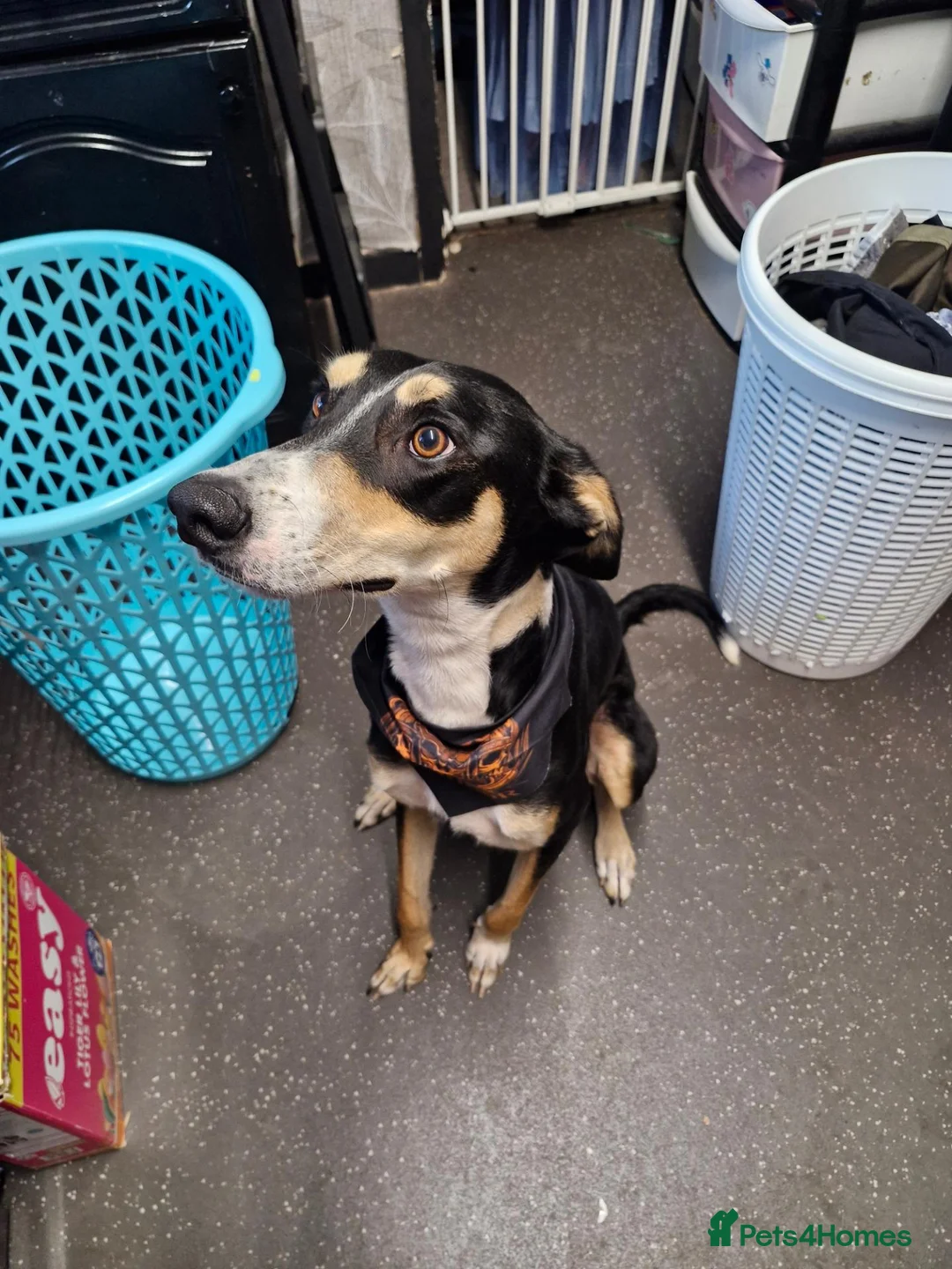 Mixed Breed dogs for sale: Mixed Breed For Rehoming, Can you help Xaden? in Manchester - Advert 2