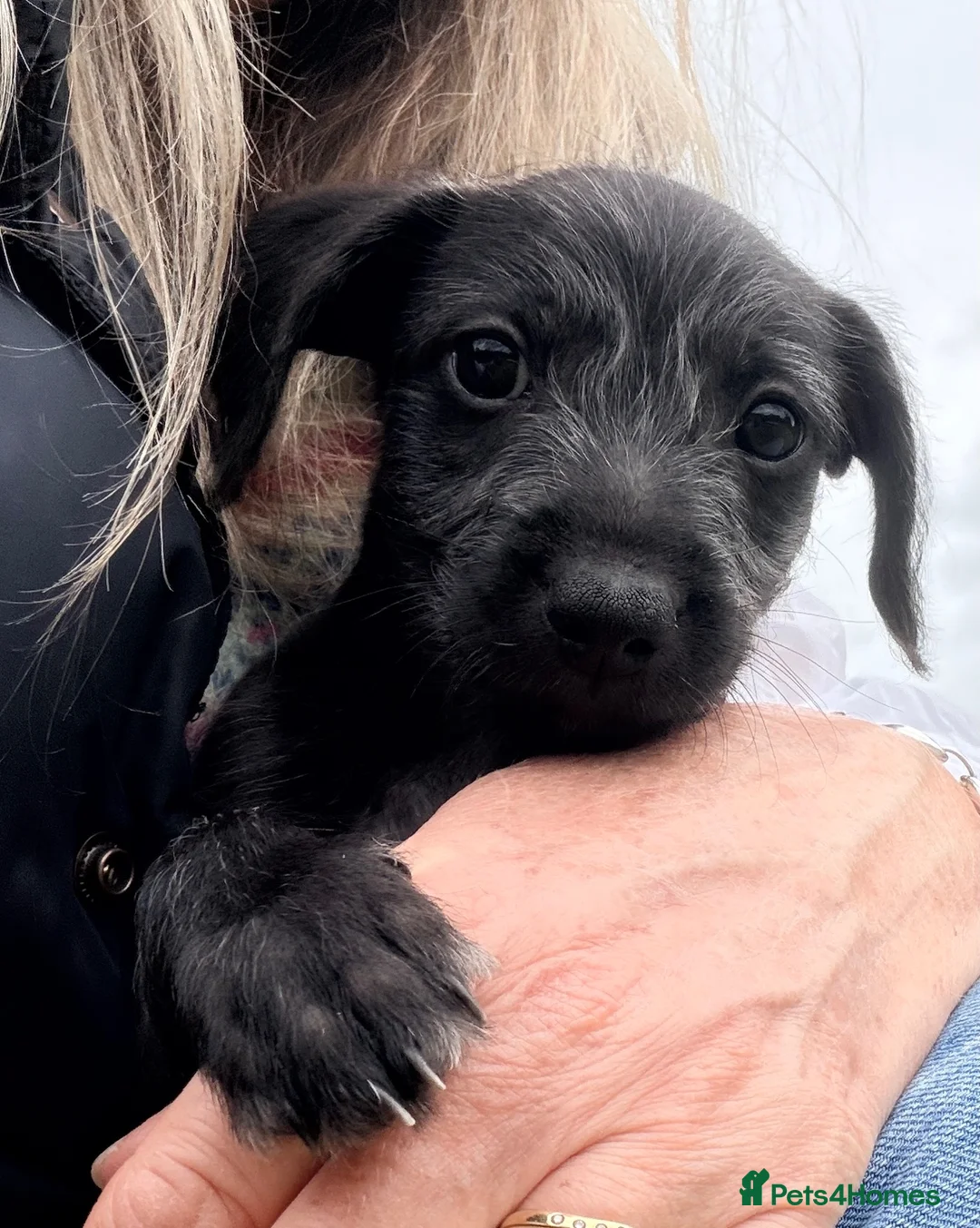 Lurcher dogs for sale: STUNNING *Isabella Blue Mini Lurcher, Lead Candy! - Advert 21