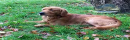 Golden Retriever dogs for sale: Outstanding Litter KC Reg Golden Retriever Puppies - Advert 5