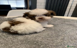 Shih Tzu dogs for sale: Shih Tzu puppies ready 27 th August  - Image 2