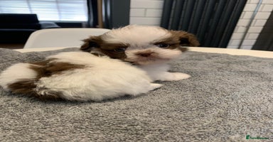 Shih Tzu dogs - Advert 15