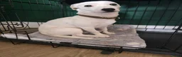 Jack Russell dogs for sale: Piksel in Southam - Advert 4