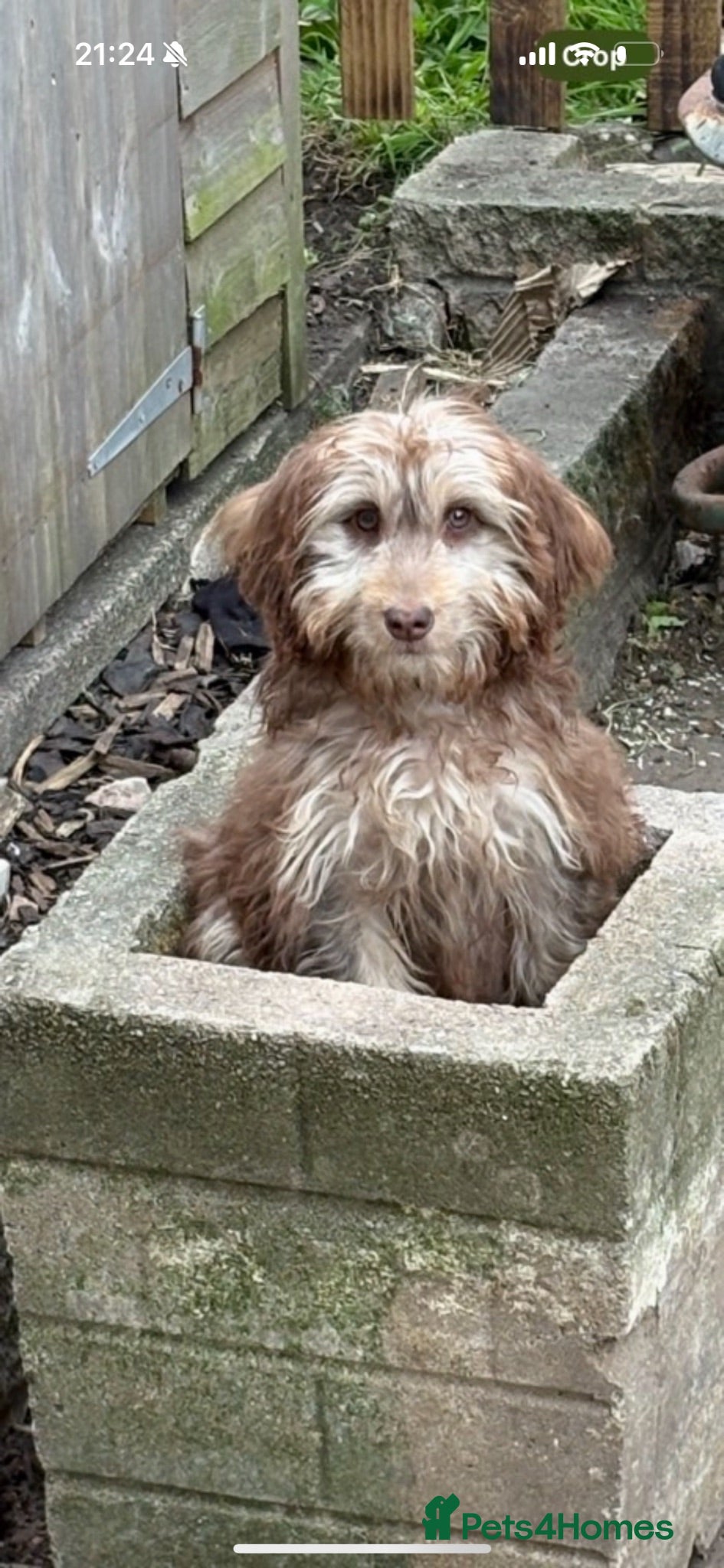 Cockapoo dogs Female Cockapoos  - Advert 1
