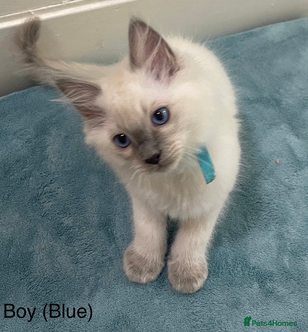Ragdoll cats for sale: 4 x Pure beautiful ragdoll kittens for sale.  - Image 5