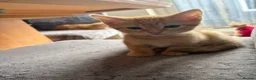 British Shorthair cats for sale: Beautiful ginger striped kittens in Polegate - Advert 8