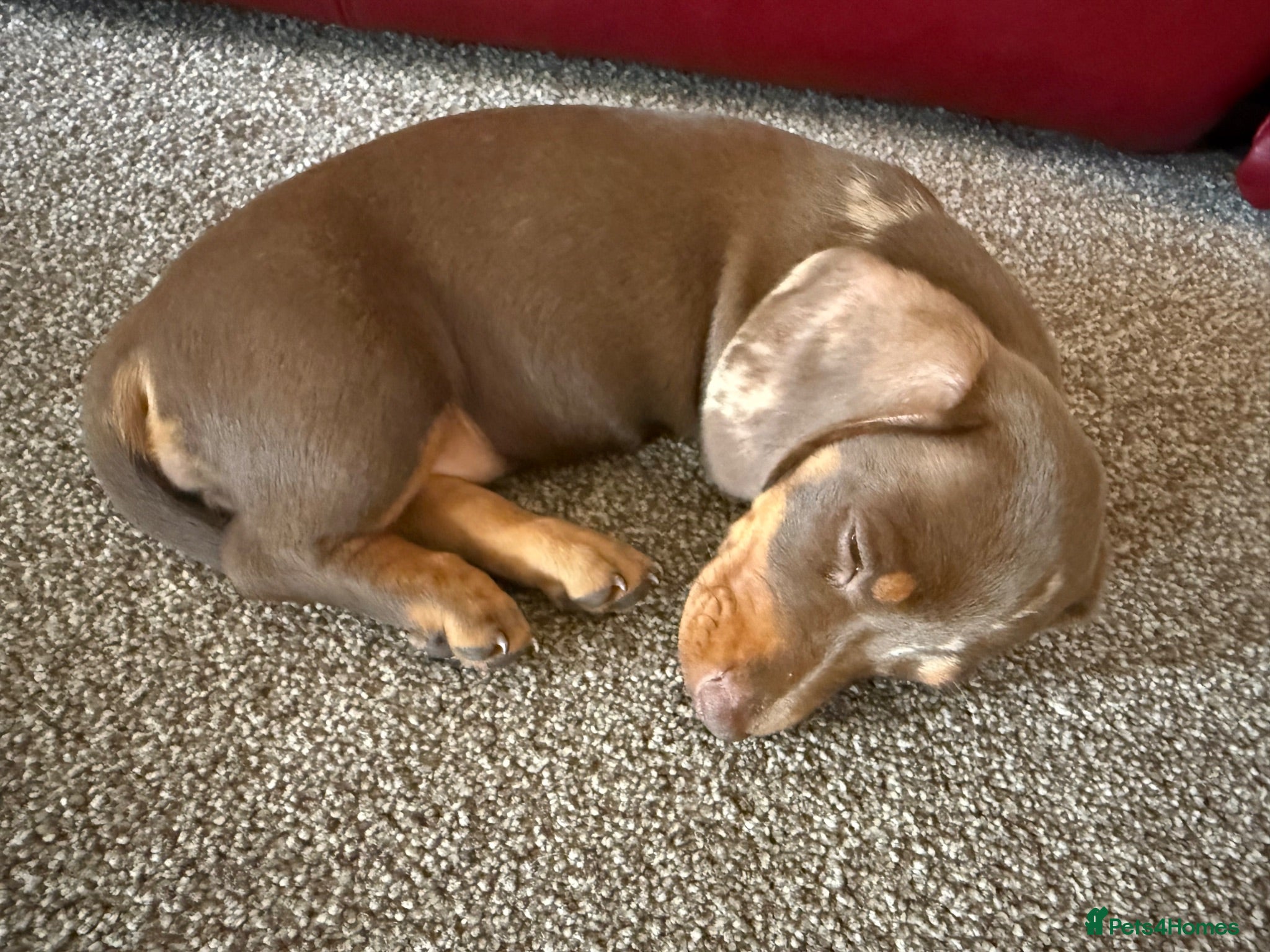 Miniature Dachshund dogs STUNNING SMOOTH HAIR MINI GIRL DACHSHUND PUPPIES  - Advert 2