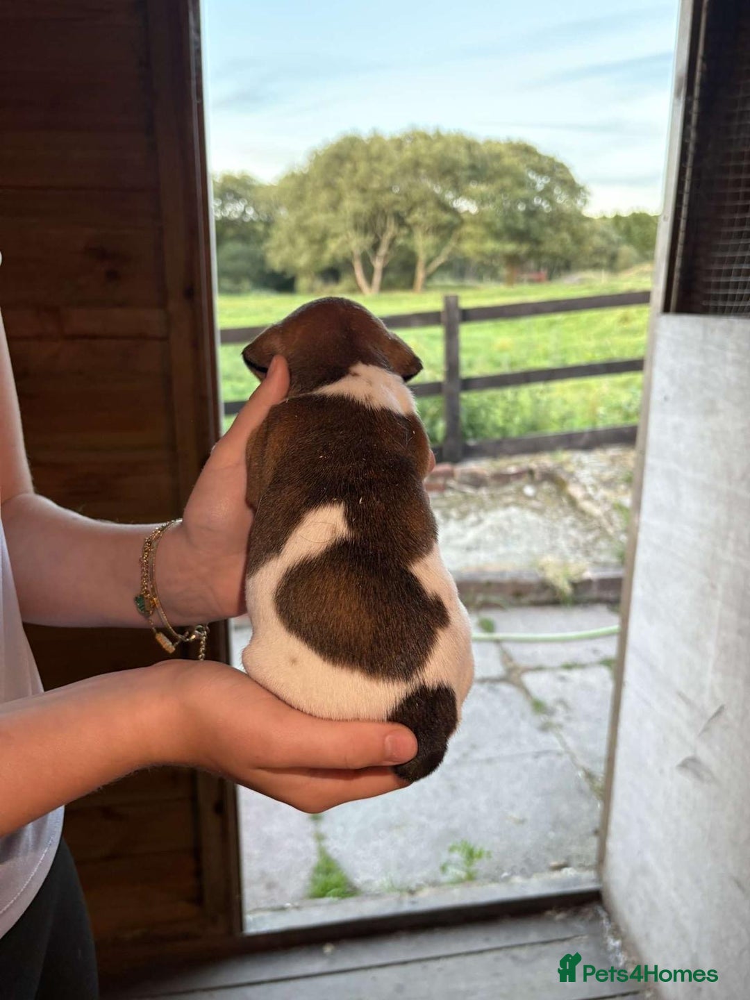 Jack Russell dogs for sale: Jack Russell puppies 5 boys left - Image 23