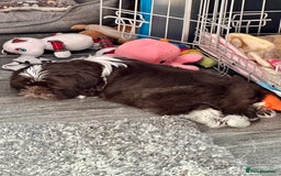 Shih Tzu dogs for sale: Shih Tzu Girl  - Image 2