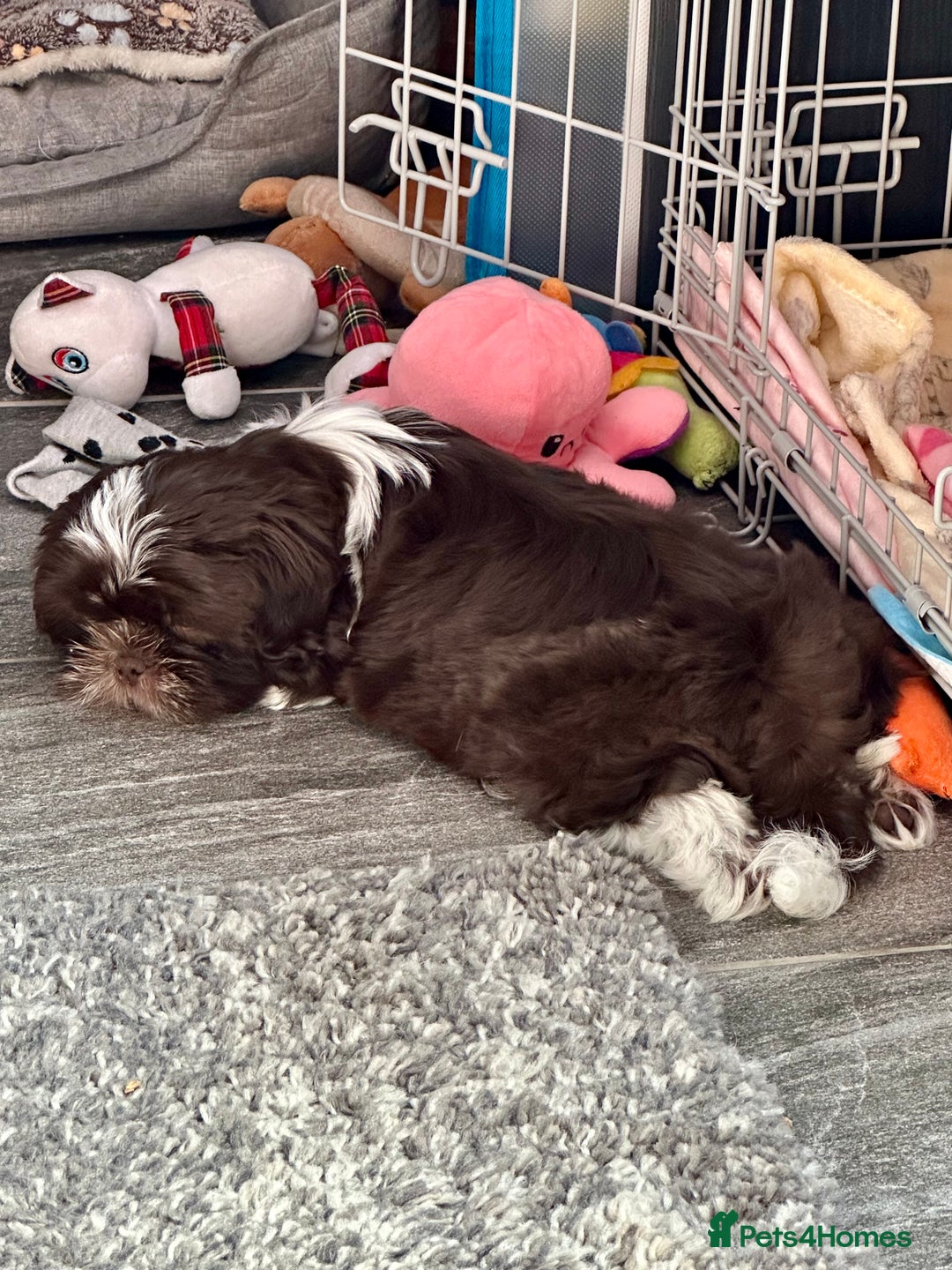 Shih Tzu dogs for sale: Shih Tzu Girl  - Image 2